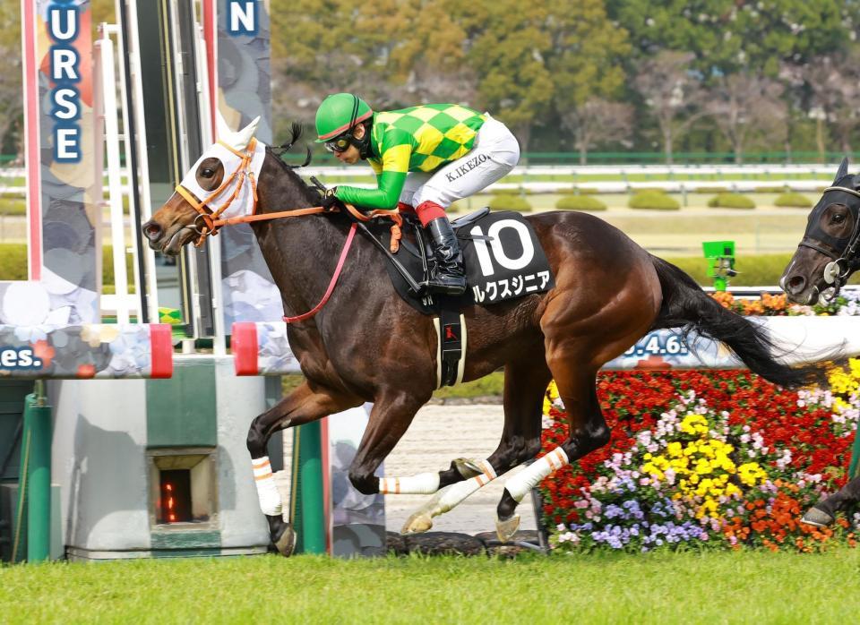 　君子蘭賞を制したルクスジニア（撮影・石湯恒介）