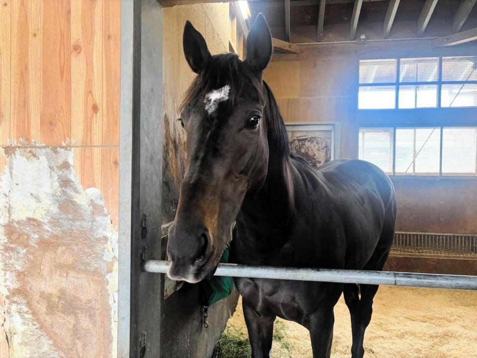 　栗東トレセンに帰厩したキングスコール
