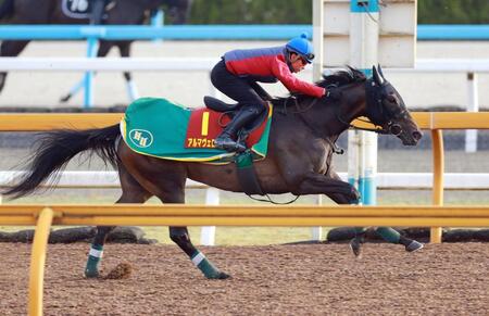 　桜花賞へ向けて順調なアルマヴェローチェ（撮影・石湯恒介）