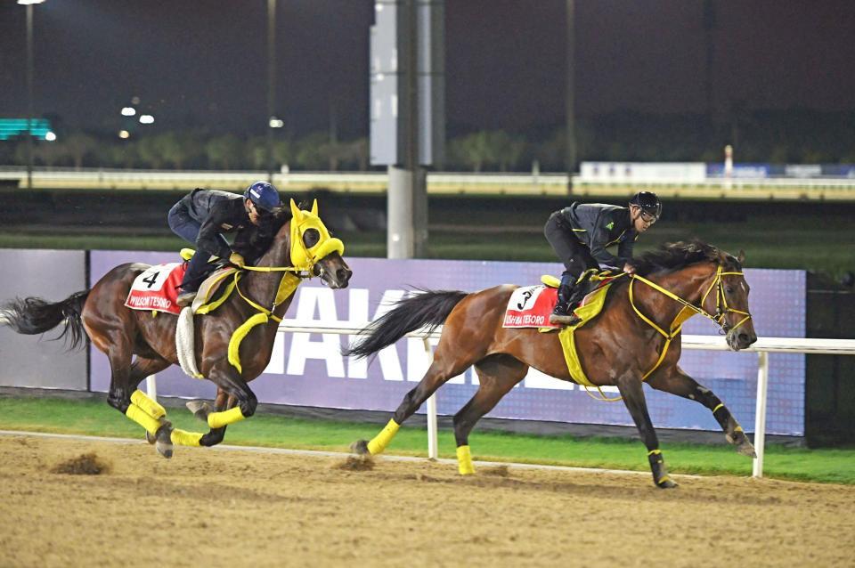 川田騎乗のウィルソンテソーロ（外）と併せ馬を行ったウシュバテソーロ＝メイダン競馬場（撮影・島田敬将）