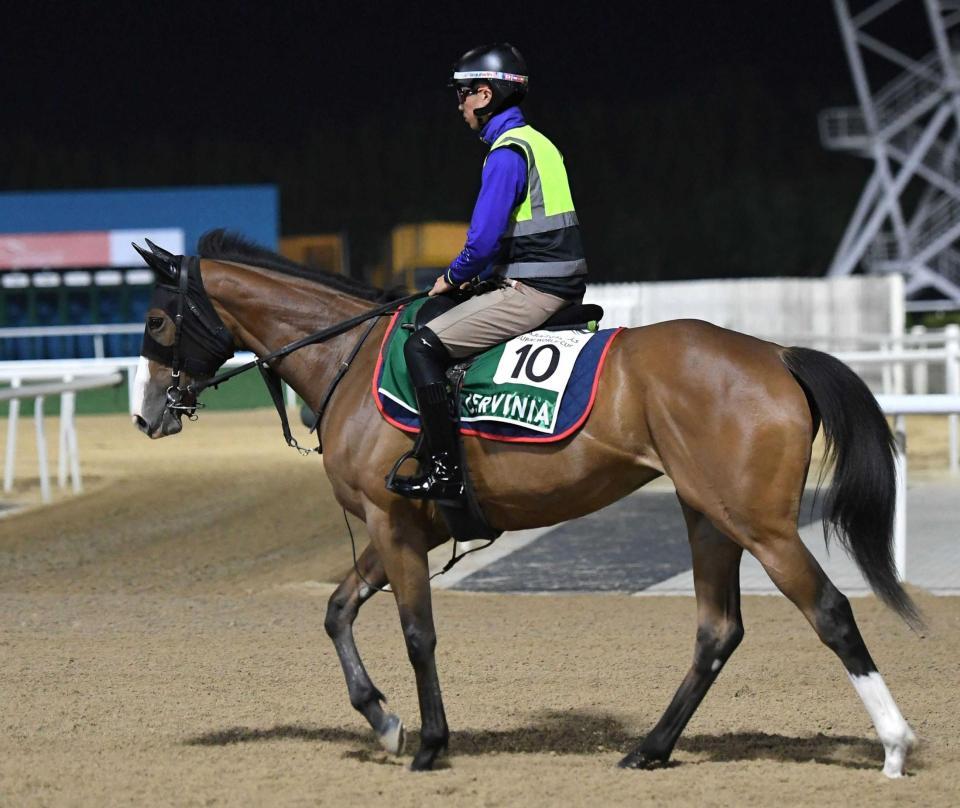 　調教に向かうチェルヴィニア