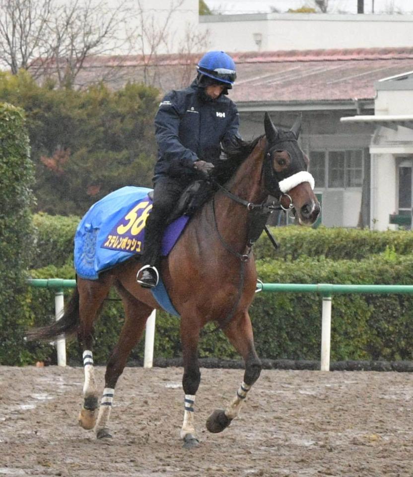 　レース向けて調整されるステレンボッシュ