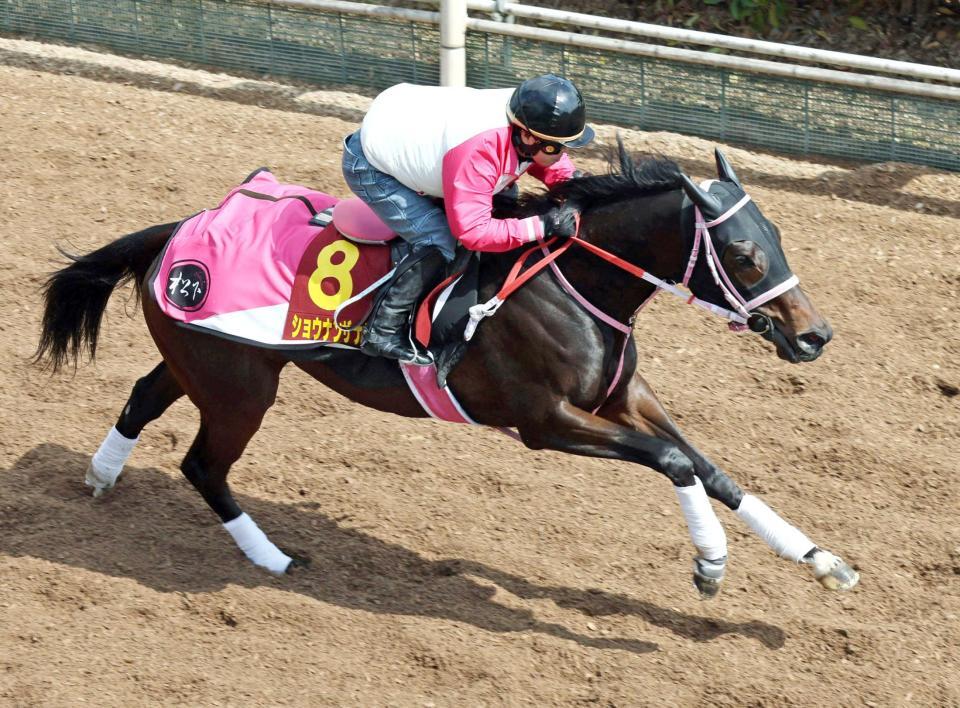 　力強い脚さばきを披露したショウナンザナドゥ