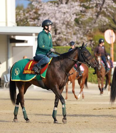 【桜花賞】アルマヴェローチェ　前走からプラス１６キロ　上村師「プラスは全て成長分」