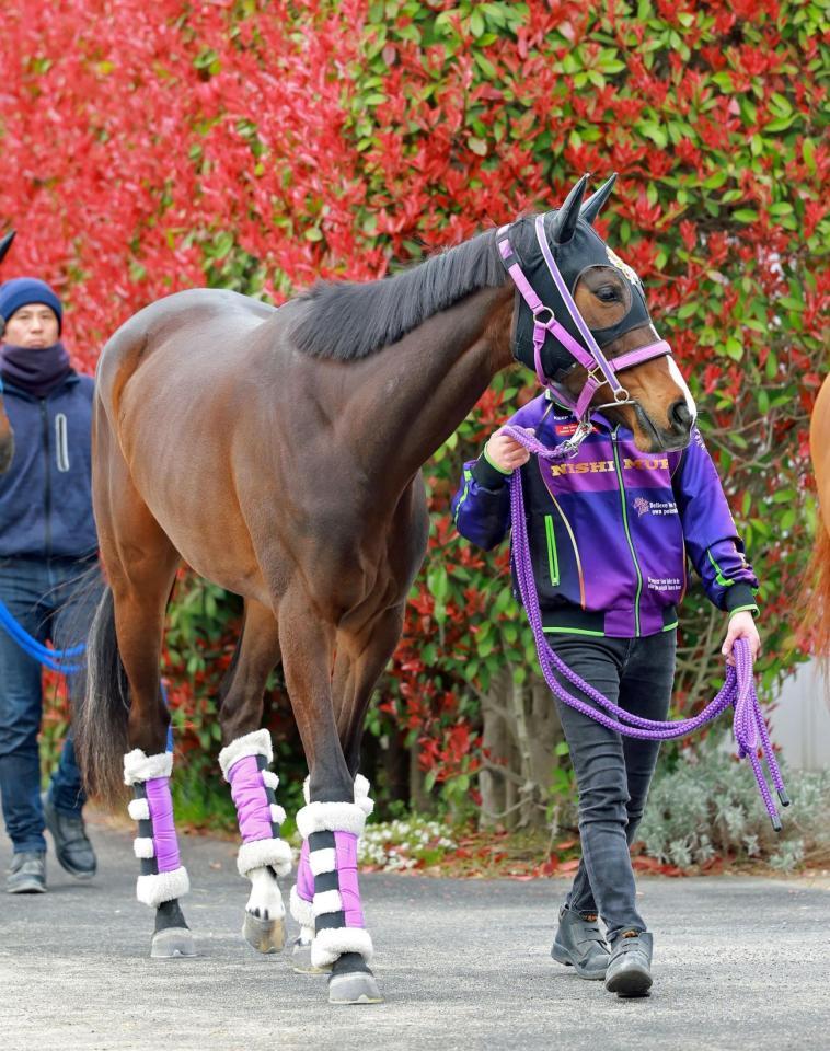 　リンクスティップ