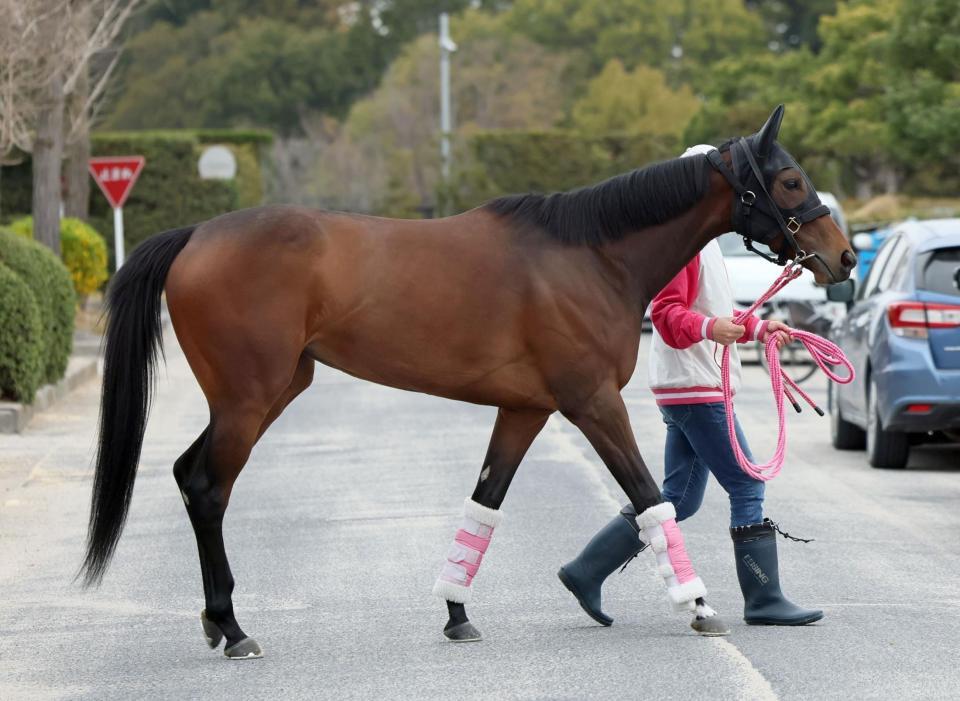 　ビップデイジー