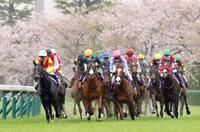 　桜を背に４角を回る出走馬（撮影・山口登）