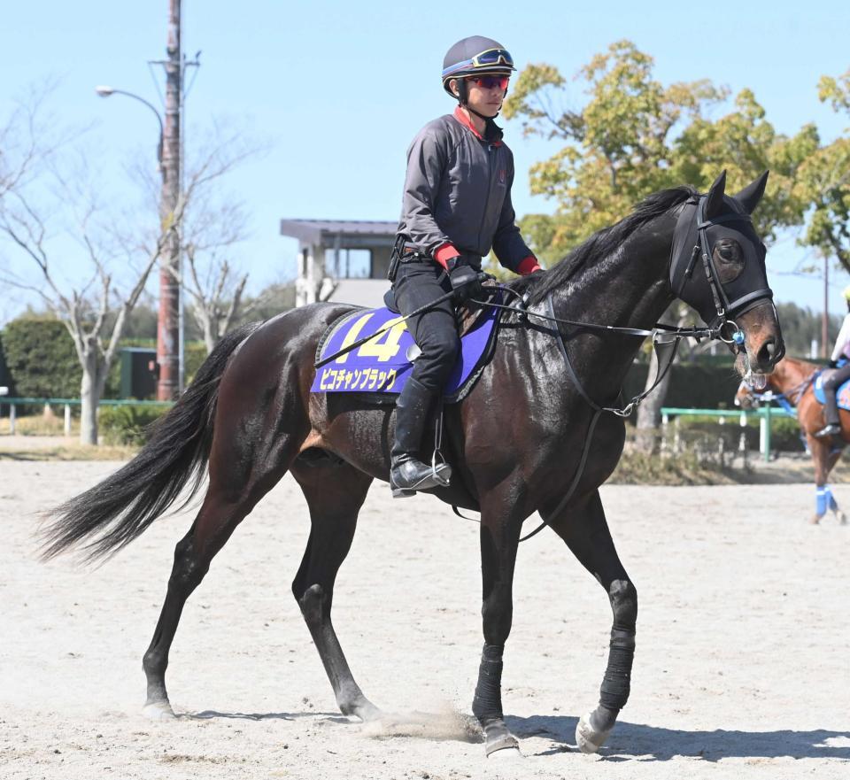 　成長著しいピコチャンブラック