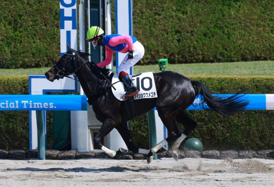 　阪神１Ｒをメイショウウメゴチで制した鮫島駿＝１２日