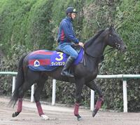　皐月賞制覇を狙うヴィンセンシオ（撮影・園田高夫）