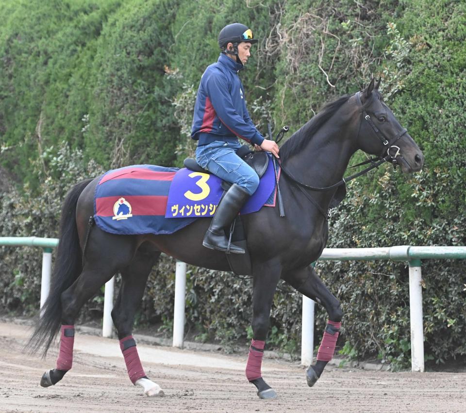 　皐月賞制覇を狙うヴィンセンシオ（撮影・園田高夫）