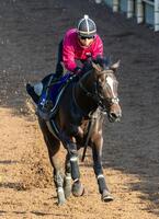 　力強く栗東坂路を駆け上がったエリキング（撮影・石湯恒介）