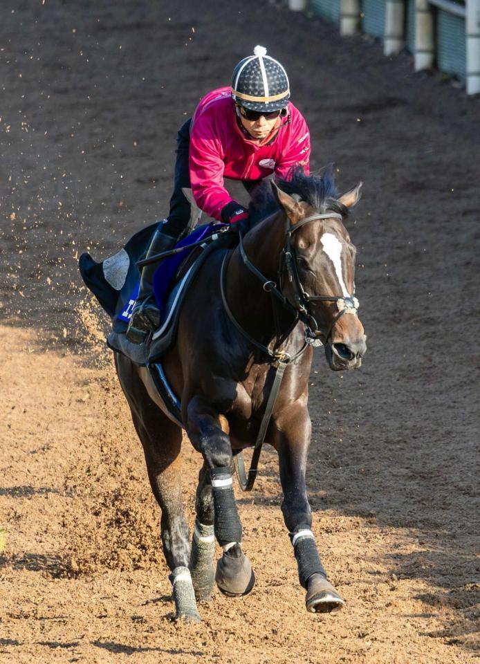 　力強く栗東坂路を駆け上がったエリキング（撮影・石湯恒介）