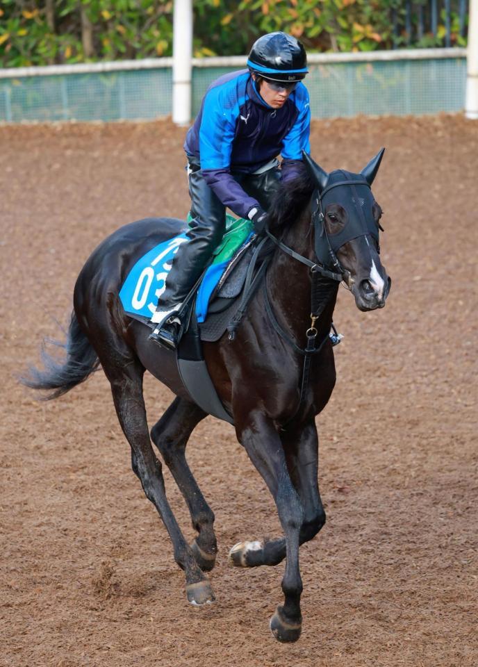 　ニホンピロキーフ