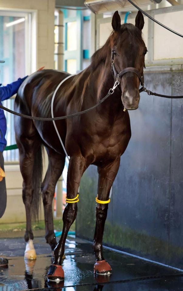 　牡馬１位の座を守ったクロワデュノール