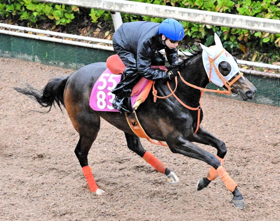 　栗東坂路で好ムードを漂わせたルクスジニア