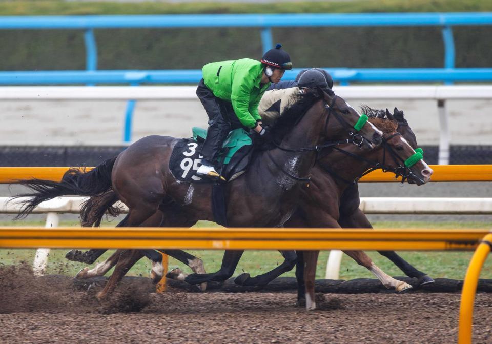 　ソフト仕上げで体調を整えたゲルチュタール（手前）