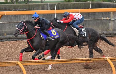 　栗東ＣＷで追い切るハヤテノフクノスケ（左）＝栗東トレセン（撮影・西田忠信）