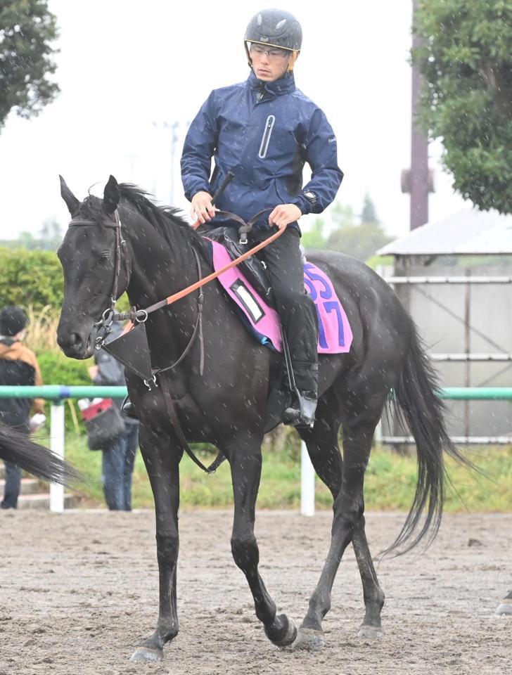 　ブラックルビー