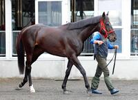 　ハヤテノフクノスケ