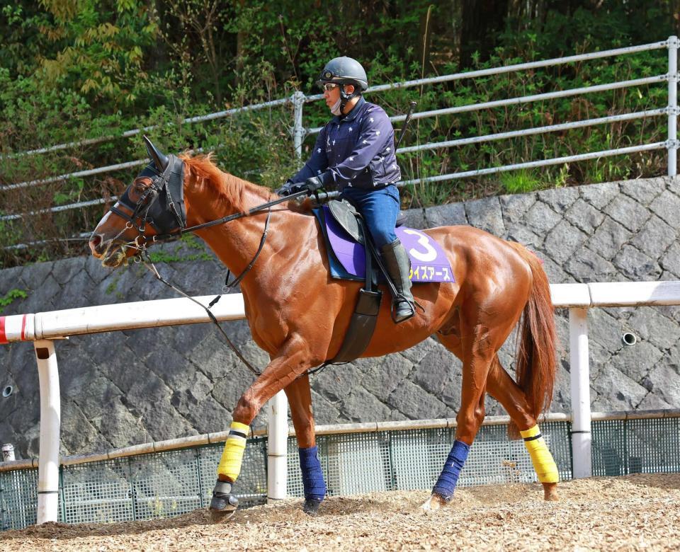 　阪神大賞典を制して勢いのあるサンライズアース