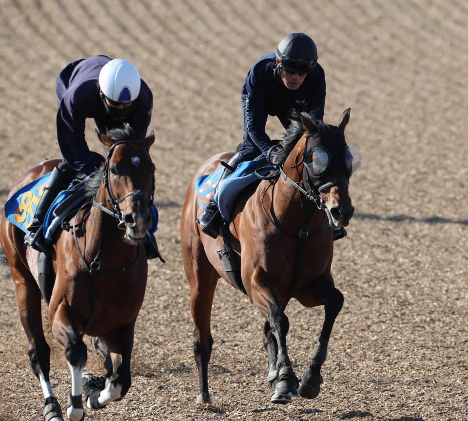 　美浦Ｗで併せたレッドモンレーヴ（右）＝撮影・佐々木彰尚