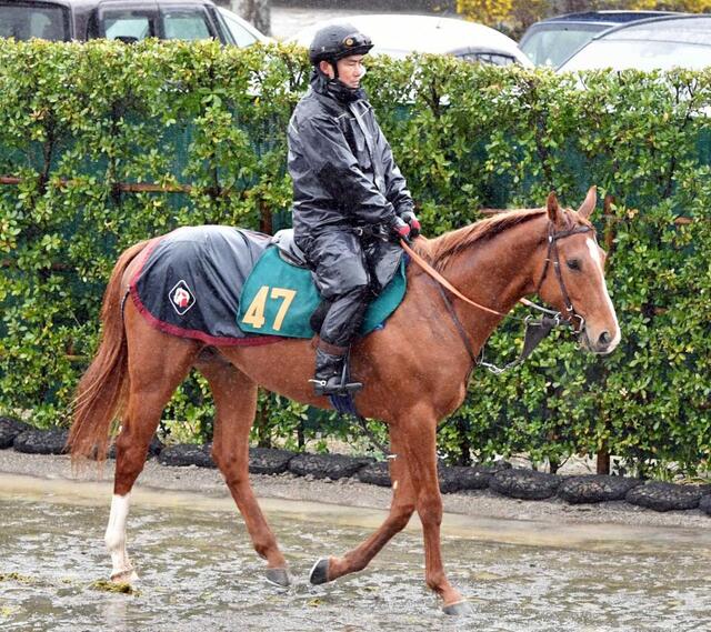 サレジオ 漂う大物感 田中博師「血統馬だけあって立派な馬」高評価