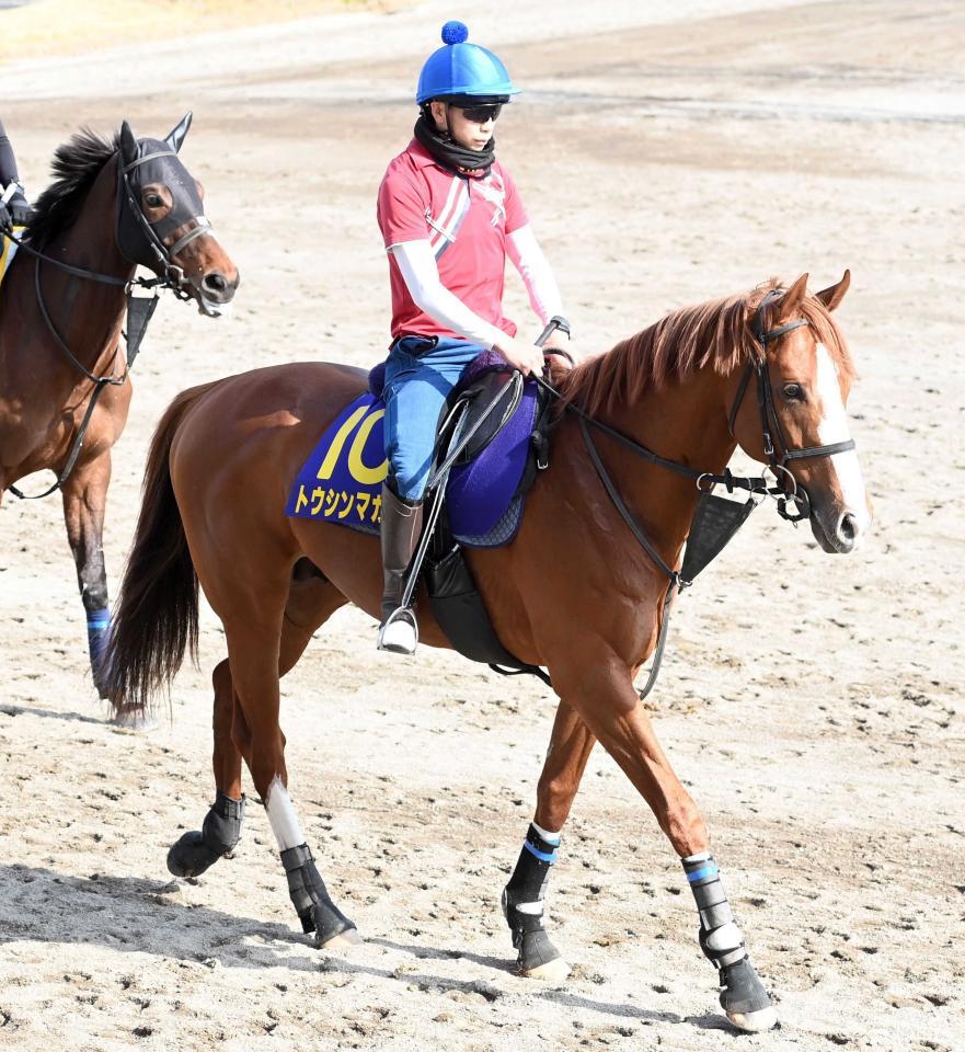 　トウシンマカオ