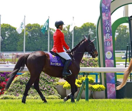 　天皇賞ウイークに誘導馬デビューしたディープボンド（撮影・石湯恒介）