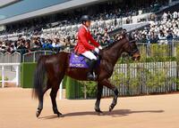 　誘導馬としてお披露目されたディープボンド（撮影・石湯恒介）