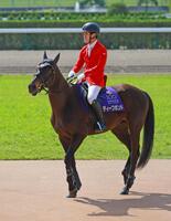 　誘導馬としてお披露目されたディープボンド（撮影・石湯恒介）