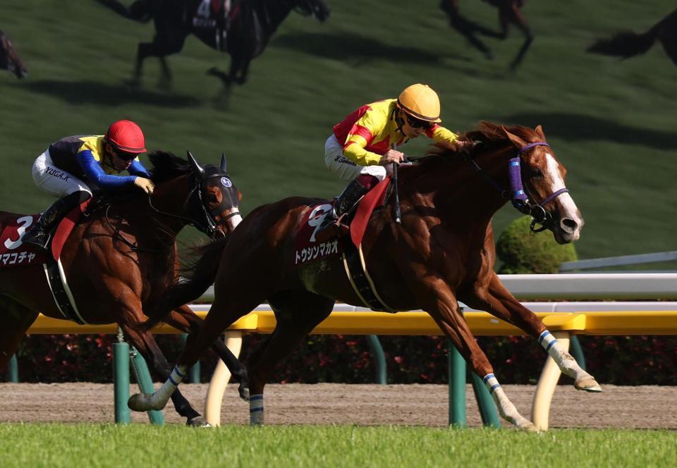 　京王杯ＳＣを制したトウシンマカオ（撮影・佐々木彰尚）
