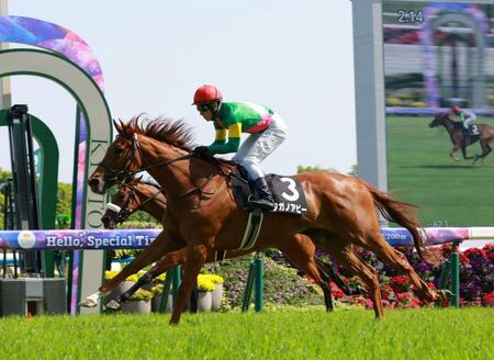 　矢車賞を制したタガノアビー（撮影・石湯恒介）