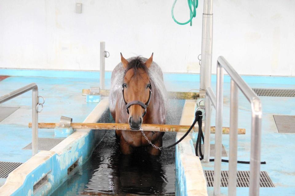 　馬の温泉で疲れを癒やしているキョウエイブリッサ＝福島県いわき市の競走馬リハビリテーションセンター（２４年７月８日撮影）