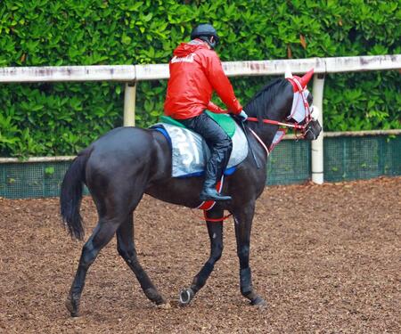 　ダービー出走のためにも負けられないキングスコール＝撮影・石湯恒介