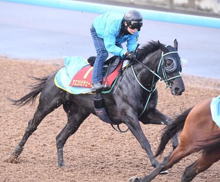 【ヴィクトリアＭ】アスコリピチェーノ　抜群の切れ味披露　黒岩師「着実に上向いてきている」