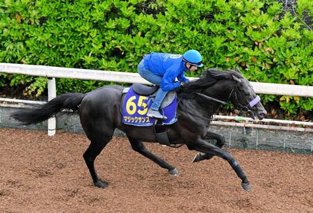 　栗東坂路を力強く駆け上がったマジックサンズ
