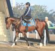 【京都＆東京の危険な人気馬】トッピボーン　京都１１Ｒ・京都新聞杯