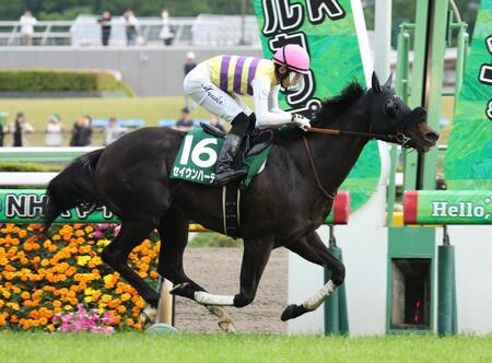 　レコードタイムでエプソムＣを制したセイウンハーデス