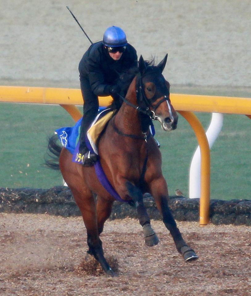 　アンライバルド（２００９年１２月撮影）