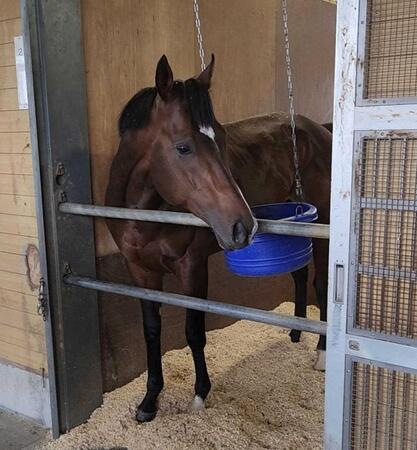 パンジャタワー 馬房内でくつろぐ 五十嵐助手「レース後もめちゃ元気」 NHKマイルC一夜明け