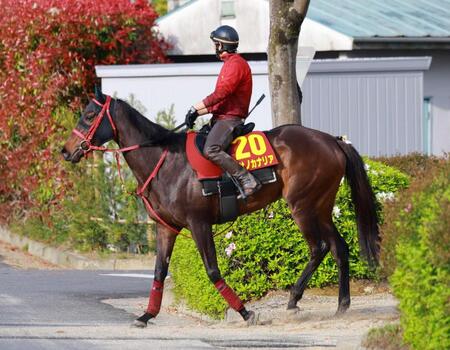　オープン初戦でＧ１に挑戦するマサノカナリア