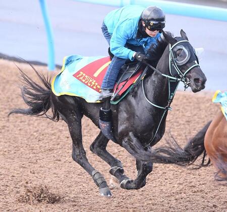 【ヴィクトリアＭ】アスコリピチェーノ　上昇着実　黒岩師「いい走りできている」　府中マイルは「ベストの舞台」