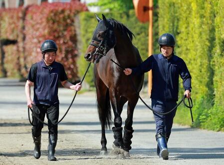 　栗東トレセンに帰厩したミュージアムマイル（撮影・石湯恒介）