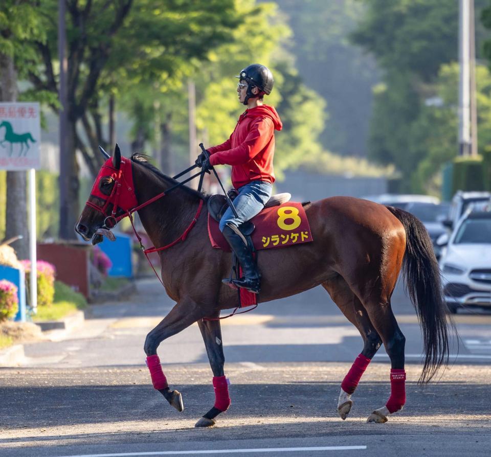 　４連勝でＧ１初制覇を目指すシランケド（撮影・石湯恒介）