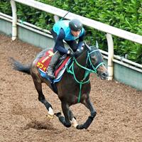 　好ムードを漂わせて栗東坂路を駆け上がるサフィラ（撮影・石井剣太郎）