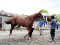 　初入厩した名牝アーモンドアイの２番子プロメサアルムンドと見守る国枝師（奥）