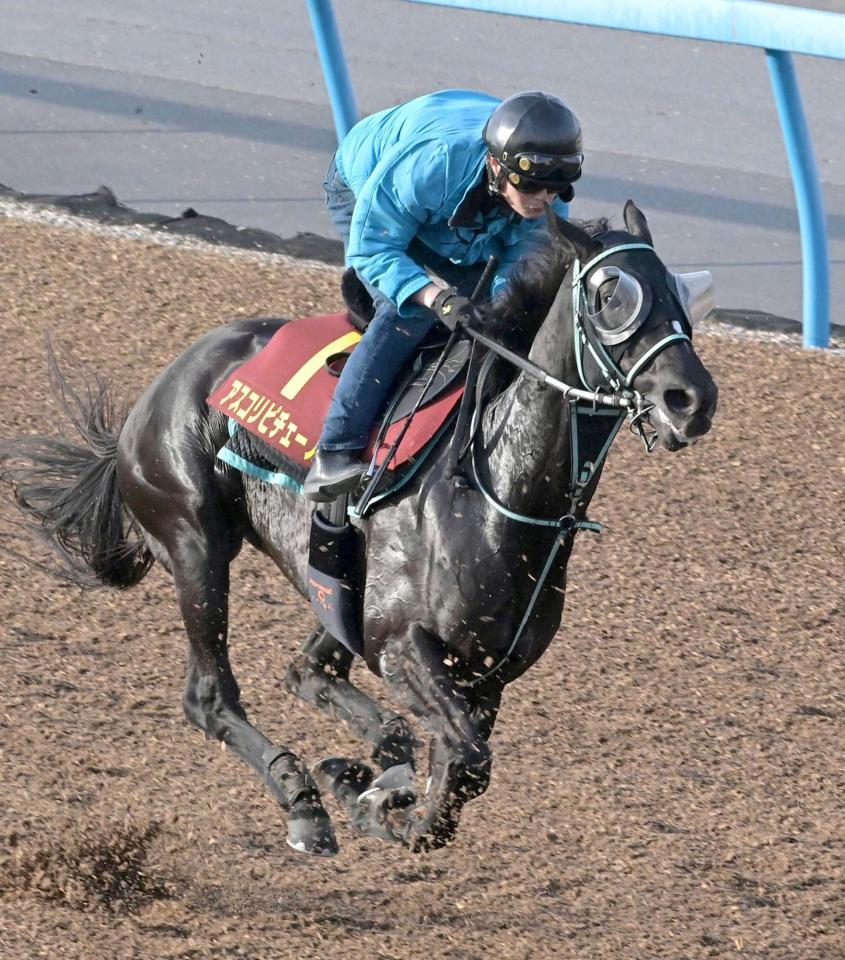 　美浦Ｗで追い切られるアスコリピチェーノ（撮影・持木克友）