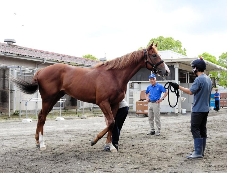 　初入厩した名牝アーモンドアイの２番子プロメサアルムンドと見守る国枝師（奥）