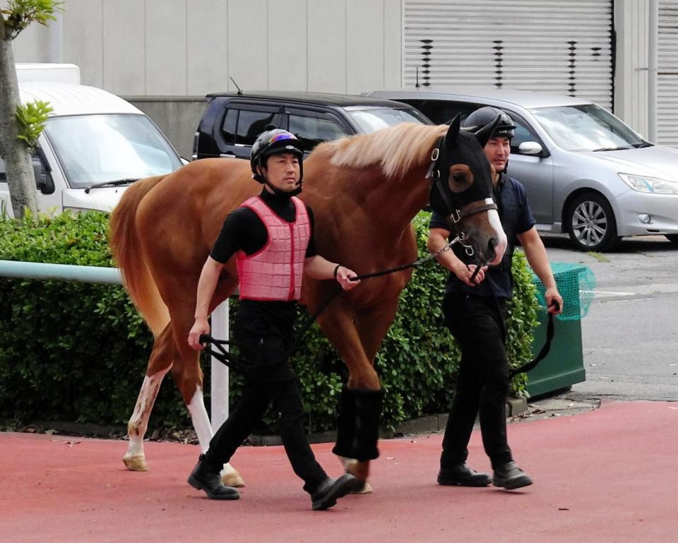 　初入厩したグランマエストロ